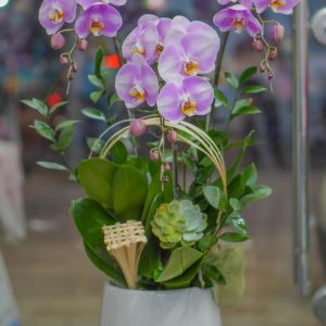 Chậu Hoa Lan Hồ Điệp Tím Hồng (T8-N12/18)