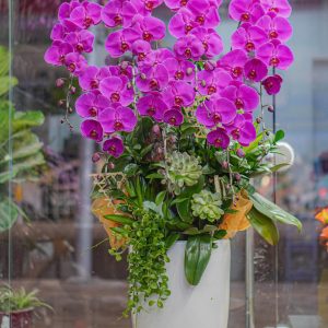 Chậu Hoa Lan Hồ Điệp Tím (T8-N12/24)