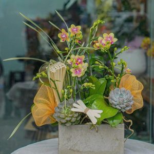 Chậu Hoa Lan Hồ Điệp Mini Vàng Lưỡi Hồng (T8-N12/03)