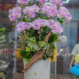 Chậu Hoa Lan Hồ Điệp Tím Hồng (T8-N12/26)