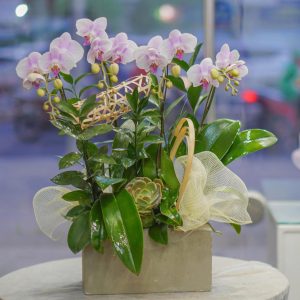 Chậu Hoa Lan Hồ Điệp Mini Trắng Lưỡi Tím (T8-N12/04)