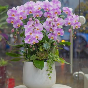 Chậu Hoa Lan Hồ Điệp Tím Hồng (T8-N12/34)