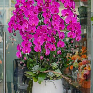 Chậu Hoa Lan Hồ Điệp Tím (T8-N12/43)