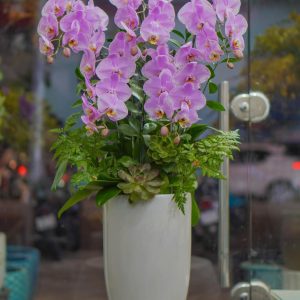 Chậu Hoa Lan Hồ Điệp Tím Hồng (T8-N28/01)
