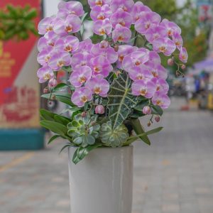 Chậu Hoa Lan Hồ Điệp Tím (T8-N28/03)