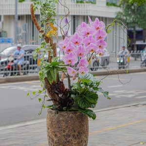 Chậu Hoa Lan Hồ Điệp Tím (T8-N28/08)