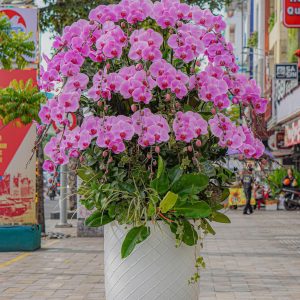 Chậu Hoa Lan Hồ Điệp Tím (T8-N28/10)