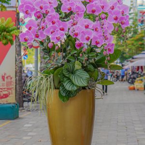 Chậu Hoa Lan Hồ Điệp Tím (T8-N28/14)