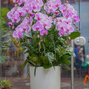 Chậu Hoa Lan Hồ Điệp Tím (T8-N28/15)