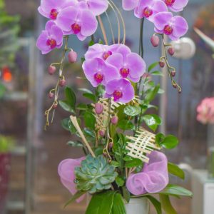 Chậu Hoa Lan Hồ Điệp Tím (T8-N28/18)