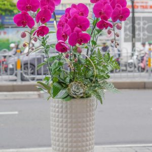 Chậu Hoa Lan Hồ Điệp Tím (T8-N28/20)