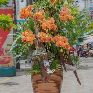 Chậu Hoa Lan Hồ Điệp Cam Sọc (T8-N28/26)