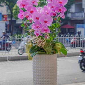 Chậu Hoa Lan Hồ Điệp Tím (T8-N28/32)