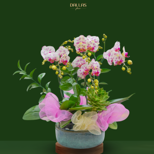 Chậu Hoa Lan Hồ Điệp Mini Trắng (T9-N27/12)