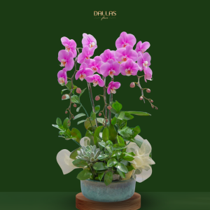 Chậu Hoa Lan Hồ Điệp Tím (T9-N27/15)