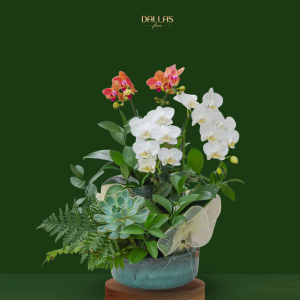 Chậu Hoa Lan Hồ Điệp Mini Trắng Mix Cam Sọc (T9-N27/13)