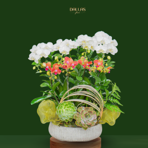 Chậu Hoa Lan Hồ Điệp Mini Trắng Mix Cam Sọc (T9-N27/14)