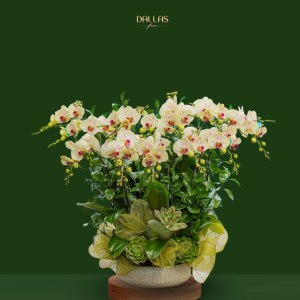 Chậu Hoa Lan Hồ Điệp Mini (T9-N27/15)