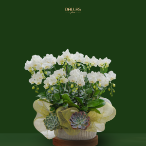 Chậu Hoa Lan Hồ Điệp Mini Trắng(T9-N27/16)