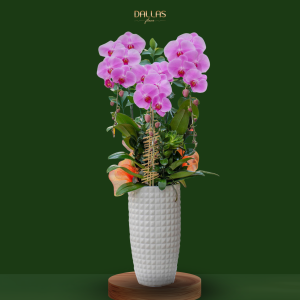 Chậu Hoa Lan Hồ Điệp Tím (T9-N27/18)