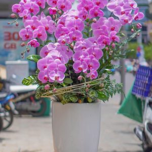 Chậu Hoa Lan Hồ Điệp Tím (T9-N13/01)