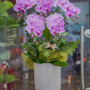 Chậu Hoa Lan Hồ Điệp Tím (T9-N13/04)