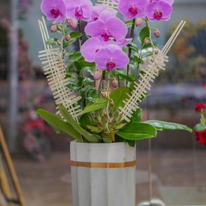 Chậu Hoa Lan Hồ Điệp Tím (T9-N13/08)