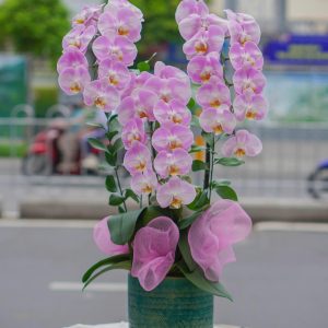 Chậu Hoa Lan Hồ Điệp Tím (T9-N13/11)