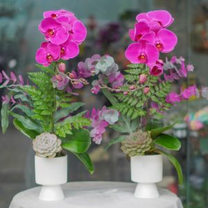 Chậu Hoa Lan Hồ Điệp Tím (T9-N13/13)