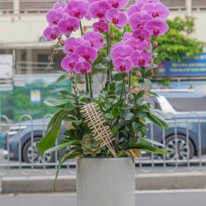 Chậu Hoa Lan Hồ Điệp Tím (T9-N13/14)