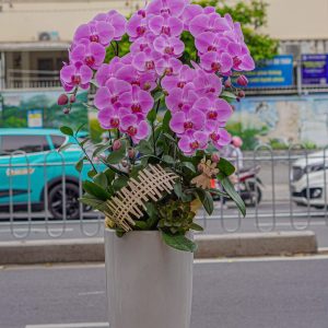 Chậu Hoa Lan Hồ Điệp Tím (T9-N13/15)
