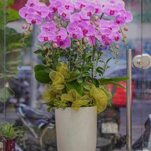 Chậu Hoa Lan Hồ Điệp Tím (T9-N13/16)