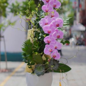 Chậu Hoa Lan Hồ Điệp Tím (T9-N13/20)