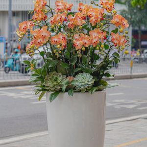 Chậu Hoa Lan Hồ Điệp Cam Sọc (T9-N27/02)