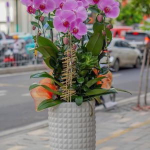 Chậu Hoa Lan Hồ Điệp Tím (T9-N27/04)