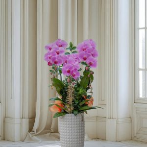 Chậu Hoa Lan Hồ Điệp Tím (T9-N27/05)