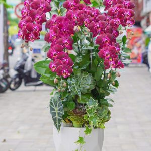 Chậu Hoa Lan Hồ Điệp Tím (T9-N27/07)