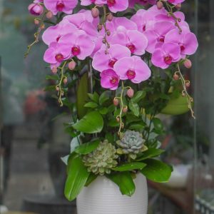 Chậu Hoa Lan Hồ Điệp Tím (T9-N27/10)