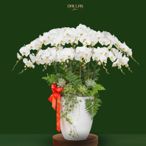 Chậu Hoa Lan Hồ Điệp Trắng (T10-N4/02)