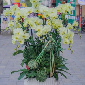 Chậu Hoa Lan Hồ Điệp Xanh Táo (T12-N5/19)