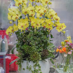 Chậu Hoa Lan Hồ Điệp Vàng (T12-N5/18)