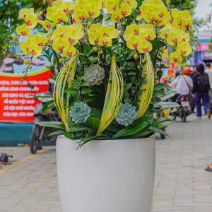 Chậu Hoa Lan Hồ Điệp Vàng (T12-N5/20)