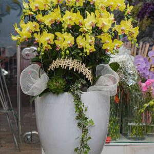 Chậu Hoa Lan Hồ Điệp Vàng (T12-N5/21)