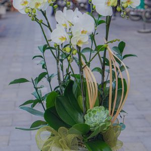 Chậu Hoa Lan Hồ Điệp Trắng (T12-N5/03)