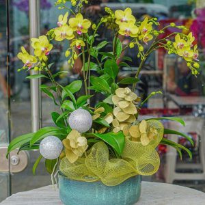 Chậu Hoa Lan Hồ Điệp Mini Vàng (T12-N5/01)