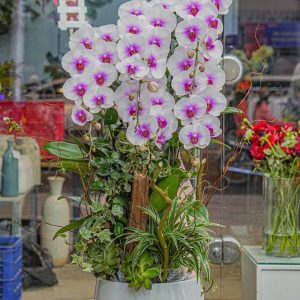 Chậu Hoa Lan Hồ Điệp Trắng (T12-N5/07)
