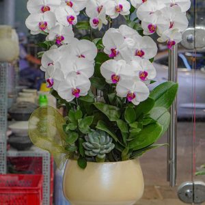 Chậu Hoa Lan Hồ Điệp Trắng (T12-N5/08)