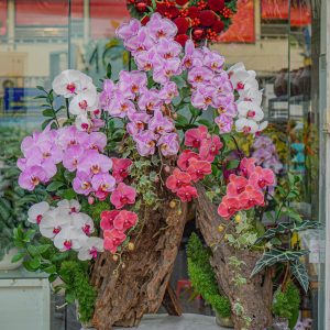 Chậu Hoa Lan Hồ Điệp Mix Màu (T12-N5/22)