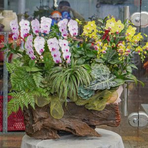 Chậu Hoa Lan Hồ Điệp Mini Mix Màu (T12-N5/05)