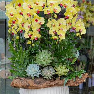 Chậu Hoa Lan Hồ Điệp Vàng Phối Lũa (T12-N13/01)